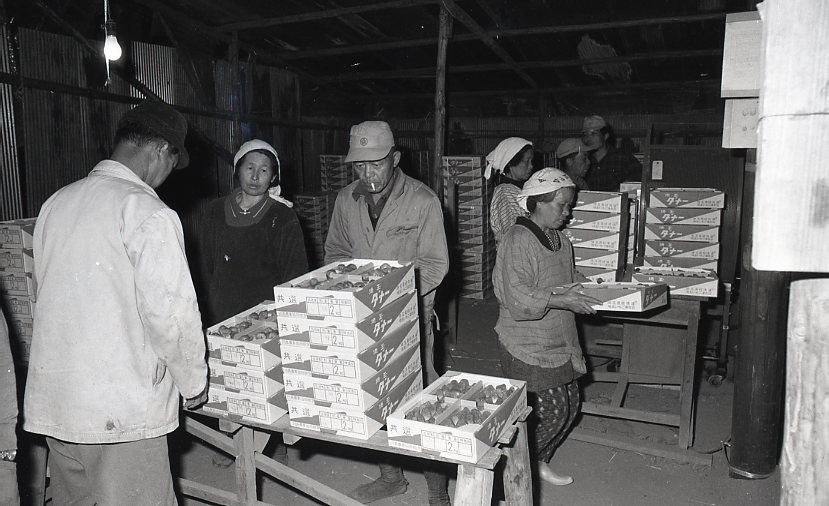 1973　苺の集荷所062.jpg